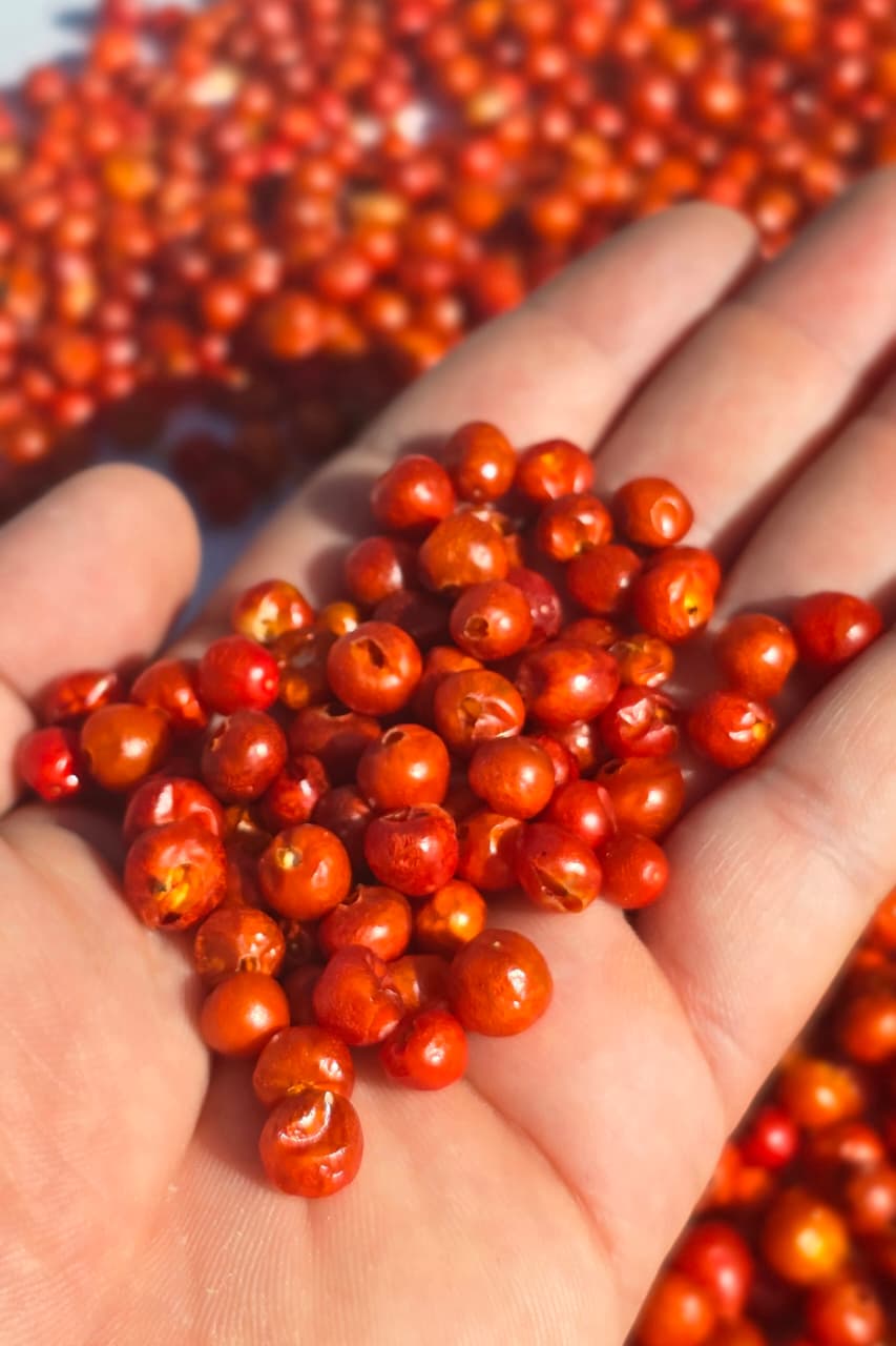 Chiltepin premium de sonora oficial